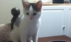 Lenny is very cuddly and lovable cat that loves to sleep or play.
He eats dry food and has learned to not claw furniture.
He is very friendly and will love to cuddle you when you sleep.
I love Lenny very much but can not afford to keep him.
I would really