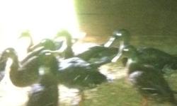 I have the following available:
Mallard ducks 10 each
Silkie bantams 15 each
Standard barred rocks 10-15 each depending on size
Chuckar partridge 15 each
All birds are this years hatch.
This ad was posted with the Kijiji Classifieds app.