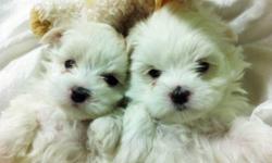 Adorable cute maltese puppies for sale, we cant keep them all because we already have the two parents as our own, no room at house :((((
The puppies have no diseases or disabilties. They are very very healthy. But we have not given them any vaccination