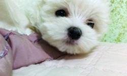 Adorable cute maltese puppies for sale, we cant keep them all because we already have the two parents as our own, no room at house :((((
The puppies have no diseases or disabilties. They are very very healthy. But we have not given them any vaccination