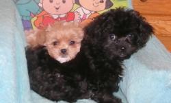 Only 1black/white  male shihpoo still available !
I have some beautiful little puppies ready for viewing.   some are ready to go now and some will be ready in a week or so.    
There are male and females available.   This breed is hypo-allergenic and
