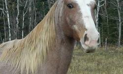 Registered F W Trademark's Kelsy
13 yr old Tennessee Walking Horse Mare
Exceptional trail horse, very quiet and well mannered.
Would make an excellent Husband horse or second family horse.
Up to date on all shots, worming, farrier and dental work,