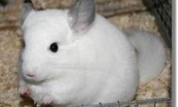 Will take in any unwanted chinchillas! we have lots of time and a huge built cage for them. im really wanting a female chinchilla and like the colors, black, black with light tummy(black velvet) white(mozaic) light tan (beige) or smokey with lighter tummy
