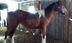 Our quiet family wants two good riding horses. We already have two yearling, that we would be willing to trade! We just want the horses for mostly light trail riding. I am a beginner rider and my mother has not riden in about 20 years so all we want is