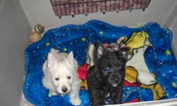 These cuddly non shedding puppies are so sweet and lovable.  There are only 2 males left - one brindle and one cream coloured.  Mommy is a purebred Cairn Terrier and daddy is a purebred West Highland Terrier.  They have had their 1st shots, dewormed and