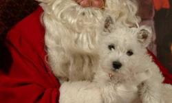 They are champion pure bred West Highland White Terriers.
They come with a health guarantee, the parents have been checked by DNA and are not carriers of any known defects.
They have been lovingly, holistically(as possible) raised and cared for in my