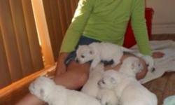 Purebred Westie pups available. CKC Registered. From excellent champion bloodlines. Our westies are know for their temperament and excellent coat quality Growing up with our kids. Fully socialized. First vaccinations and vet checked and dewormed .