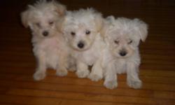GORGEOUS pups ready to go now~2 boys~1 cream1 white, 4 girls~cream & white available~~all ADORABLE.  Mom purebred westie (west highland terrier-with papers), dad purebred miniature apricot poodle.  Family raised, loved & spoiled!!  Very sweet natured,