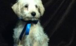 Ready to go today~~males/females.... vet checked, 1st & 2nd shots, dewormed, dew claws removed, vet health papers.  Mom purebred westie, dad purebred miniature poodle.  Available for pick up asap....very smart, imtelligent, loving, loyal family dog.  NO