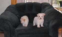 Westie - Poodle mix
 Their Non shedding, father is a 9 lb Red Poodle, mother is pure Breed West Highland White Terrier.
 Their Vet check, dewormed.
 Puppies will be 9 - 12 lbs
Pictures available
