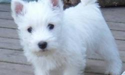 Purebred CKC Registered Westie Puppies available. Puppies will be Vet Checked and have their shots and deworming. Well socialized with our family in our home. From champion bloodlines. Excellent coat quality and temperament. Come with a one year health