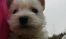 Adorable Purebred Westie pups available. Ready to go! CKC Registered. From excellent champion bloodlines. Our westies are know for their temperament and excellent coat quality Growing up with our kids. Fully socialized. First vaccinations and vet checked