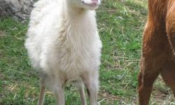 " Snowbella"  is a 5 month old Barbados lamb FEMALE.  A little skittish but once she knows you will let you hold and  pet her. We also have a miniature pot belly pig, and two pygmy/Nubian goats for sale.These animals have all been handled and petted in