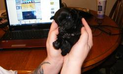 very adorable black puppy pugs, there is 3 boys and 1 girl call me or email me, lorraine