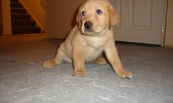 We have beautiful Yellow lab puppies for sale! They had there dew claws removed and Vet checked! They have had their first shots and deworming. Puppies have been raised with children and they are paper trained. Mother is a great family dog, great