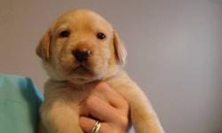 I have beautiful yellow lab puppys for sale, all pups have been dew clawed and vet checked! the pups will also be going on january 20th for 1st shots and deworming! We have 3 females and 7 males remaining that need good homes!
Puppys are ready to leave