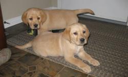 Our CKC registered yellow lab puppies have had their first shots and deworming. They have also had a vet check and  are microchipped. Pet secure provides six weeks of  insurance for your new puppy.
They are ready to come home with you. Get your puppy