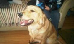 I have a 1 year old Pure Bread Golden Retreiver for adoption. He is extremely friendly, loves other dogs, loves children, loves people, extremely playfull, house broken, and knows how to sit and shake a paw. He is up to date with his shots, and also has