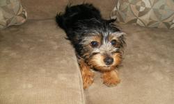 4 months old yorkie chiuaua all shots.. proof of shots
very good with children or a elderly lady to keep company!
We were going to keep her but we have two dogs already its a hassle
Great x mas gift!
Potty trained!!!!
seriously inquires only
519-977-3712