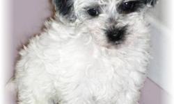 Absolutely exquisite,this little yorkie poo is  gorgeous, and an unusual colour for an F1 mix.
Her favorite toy is a cardboard box which she and her littermates play in for hours, than use for a sleeping "cave".
There were only two parti colour puppies in