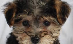 Yorkiepoo Males
Available January 12 at 10 Weeks of Age
(seen below at 7 weeks of age)
 Black and Tan available
Beautiful Family Friends Waiting For You Today
Are you looking for a great family companion that will be non-shedding, lap size, hypoallergenic