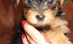 We breed Exclusive silky coat Yorkshire Terriers. Excellent pedigree.
Vet Checked, dewormed, hypoallergenic and shots are up to date.
She is already pee pad trained.
She is ready to go to her new home in the beginning of January.
Please contact for the