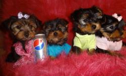 647-839-6804--READY TO GO NOW--647-839-6804. 
ONE MALE LEFT, i'll delete the ad only when he is sold.
 
Adorable tiny toy yorkies, male and female available. The puppies got 1st shot also were dewormed, vet checked. Will mature to be 5-6lbs. They are