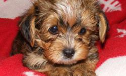 FOR SALE
3 Purebred Yorkies Males & 1 Morkie Male (Yorkie/Maltese Cross)
 
Teacup & Tiny Toy Puppies
Available for Christmas delivery Dec. 23/11.
 
What better gift for your son or daughter than the love of their very own adorable puppy.
 
 These puppies