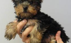 THE PUPPY'S PLACE 
GRAND OPENING SPECIAL!
ONLY FOR THIS WEEK
 
we are just 25 min from toronto.
 
PUREBRED YORKSHIRE TERRIER PUPPIES READY TO GO NOW!
 
2 FEMALES
 
THEY COME:
VET CHECKED
DE WORMED
1 SET OF VACCINES
MICRO-CHIPPED
FOR MORE INFORMATION