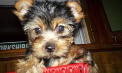 We have 8x little purebred Yorkshire Terrier's, 2 different Litter's. All Sired by our little man, Peanut who is 3lbs. Tails are docked & dew claws done, de wormed, & 1st shots, & with health records.
Also included is puppy starter kit & blanket.
There's