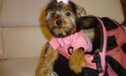 TINY TOY YORKIES
will mature to be 5-6lbs, checked by a vet, shots all up to date, dewormed, non shedding, hypoallergenic, playfull and well socialized, male and female available, ready to go now:
647-839-6804.
ONLY ONE MALE LEFT.
INCLUDED:
+HEALTH