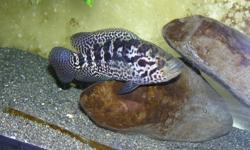 YOUNG BREEDING PAIR OF JAGUAR CICHLIDS (PARACHROMIS MANAGUENSIS) 6 INCH SIZE ASKING $ 30 FOR THE PAIR  AND $ 10 EACH FOR EXTRA MALES 3 TO 4 INCH SIZE.