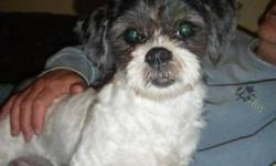 Breed: Shih Tzu
 
Age: Young
 
Sex: F
 
Size: S
Please read all the way to the bottom of this page BEFORE making an inquiry.
Today is November 28, 2011
I have never known a home. I have never had a soft bed to sleep in. I have never known love, and I have