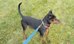 Breed: Manchester Terrier
 
Age: Young
 
Sex: M
 
Size: M
Obie is such a character! He can seem offputting when in his kennel and he doesn't know you, but get him out and he's your best friend in the whole world. He goes 100 miles a minute out on the