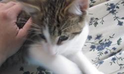 The cutest cat, she's about 4 months old. Very affectionate and nice to have around. Our kids like her, I can possibly deliver in the London area. E-mail or call me: 519-666-2043.
Have a good day!!!
Lisa