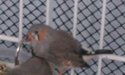 3 zebra finches completely flock friendly. About 7 weeks old. I would not be able to deliver, or provide a cage