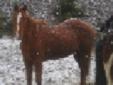 11yr Quarter Horse - Need gone