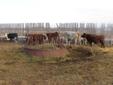 13 Later Calving Cows For Sale