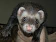 2 year old ferret with everything included