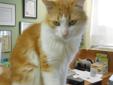 2 yr old male neutered DLH cat needs a home!