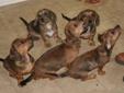 $200-Beautiful Dorkie Puppies Ready to go to their New Homes!!