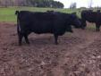 4 PB black angus cows w calves and in calf 3000each. OBO