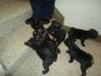 Adorable Black PUG Puppies for sale