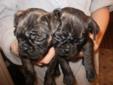 Adorable Bugg Puppies!!!