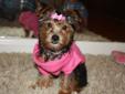 adorable female yorkie for sale