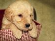 Adorable LABRADOODLE Puppies FOR SALE!