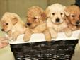 Adorable LABRADOODLE Puppies FOR SALE!