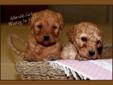 Adorable LABRADOOLE pups for sale!