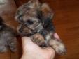 ADORABLE MORKIE-POOS NON-SHED SWEET AS PIE :)