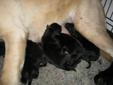 Adorable Purebred Labrador Puppies for Sale